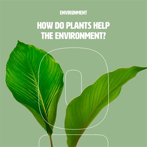 How Do Plants Help Our Environment