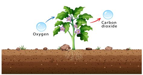 How Do Plants Release Oxygen Into The Atmosphere