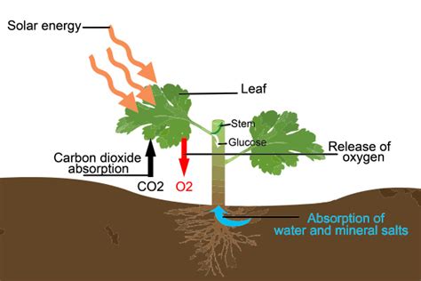 How Do Plants Use Co2