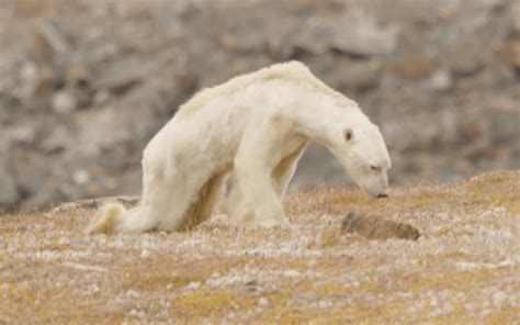 how do polar bears die