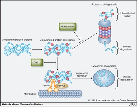 how do proteasome inhibitors work