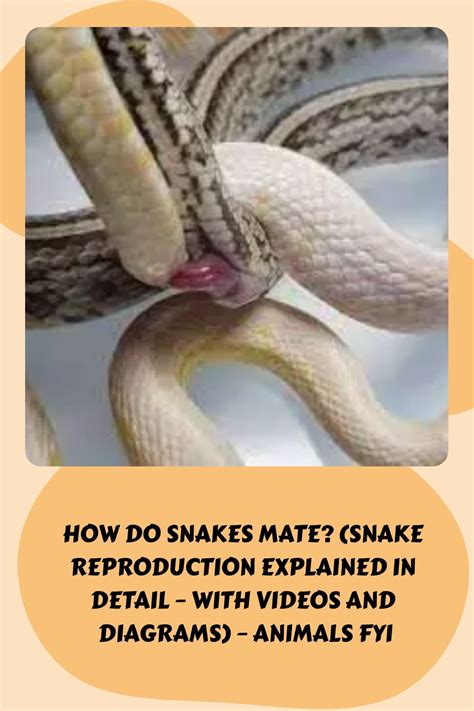 How Do Python Snakes Mate