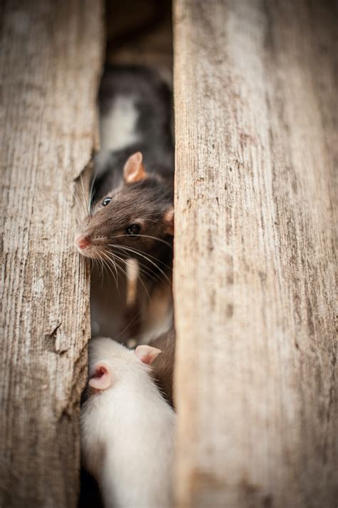 How Do Rats Get In Small Spaces