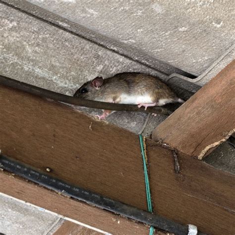 how do roof rats get in