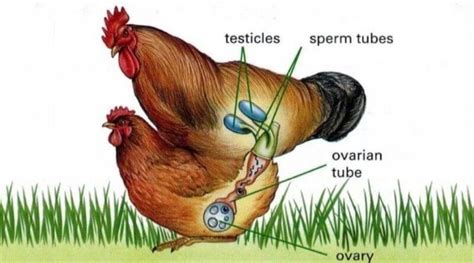 how do roosters fertilize eggs video