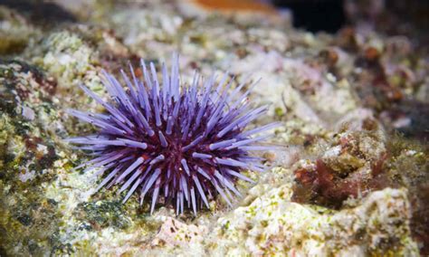 how do sea urchins protect themselves