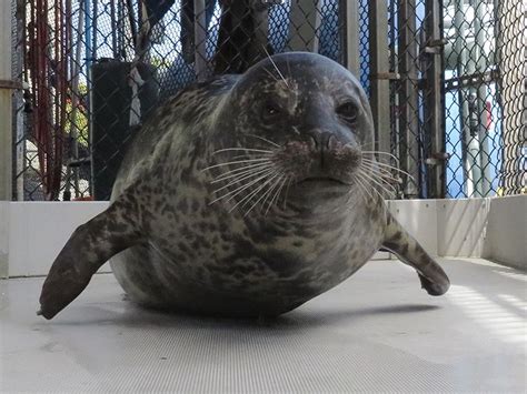 How Do Seals Move
