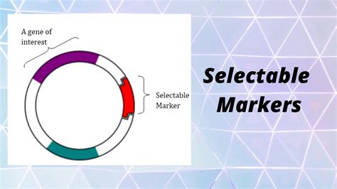 How Do Selectable Markers Work