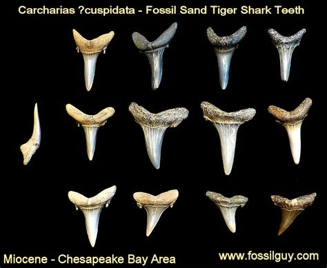 How Do Shark Teeth Become Fossilized