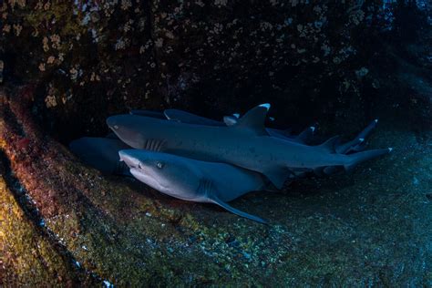 Sharks' Sleep Secrets Uncovered