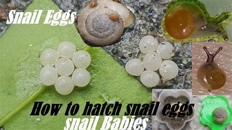 How Do Snails Hatch