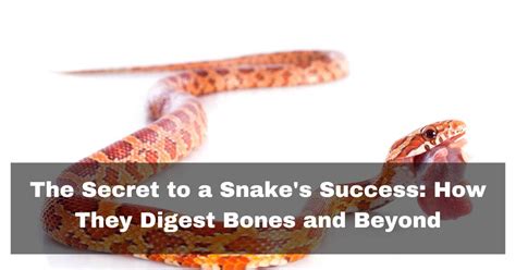 How Do Snakes Get Rid Of Bones