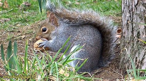 How Do Squirrels Crack Open Nuts