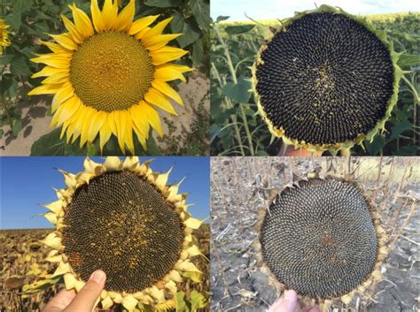 How Do Sunflowers Get Nutrients