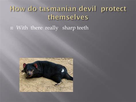 how do tasmanian devils protect themselves