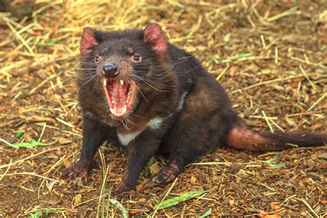 how do tasmanian devils survive