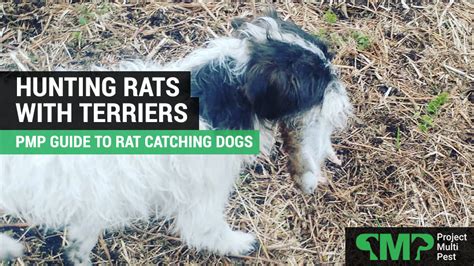 How Do Terriers Kill Rats
