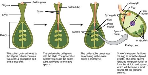 how do the sperm get to the egg in angiosperms