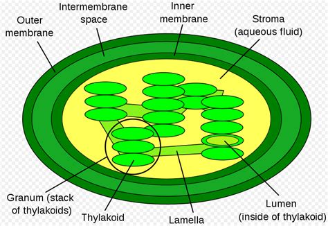 Unveiling the Magic: How Thylakoids Build Stack Marvels