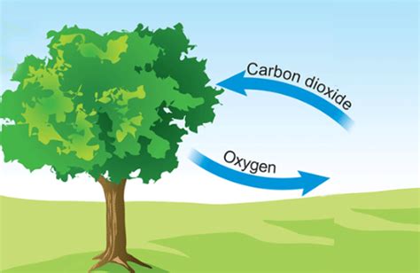 How Do Trees Make Clean Air