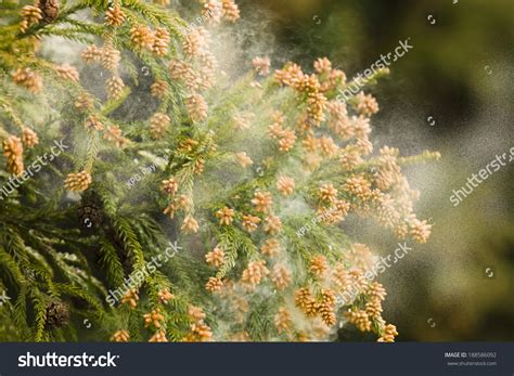 How Do Trees Release Pollen