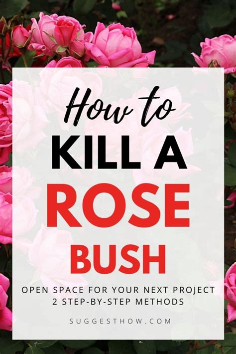 How Do U Kill A Rose Bush