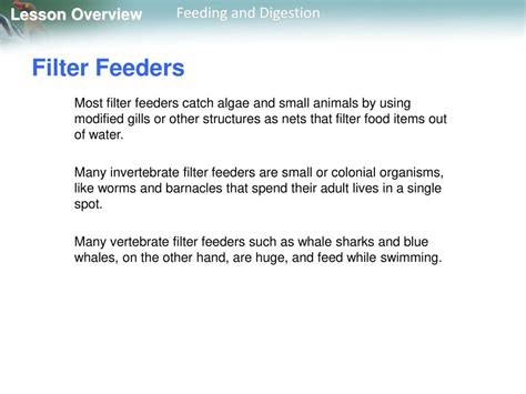 how do vertebrate filter feeders obtain food