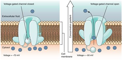 how do voltage gated ion channels functions in creating an action potential