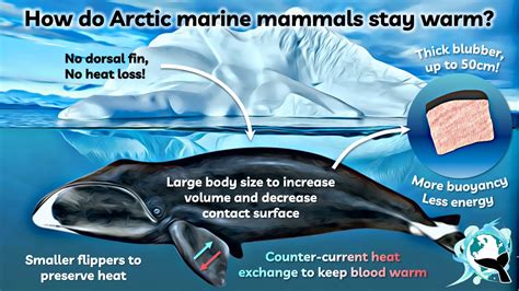 how do whales keep warm