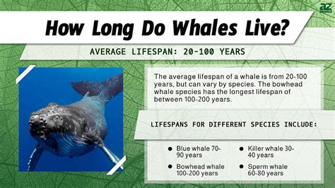 how do whales live so long