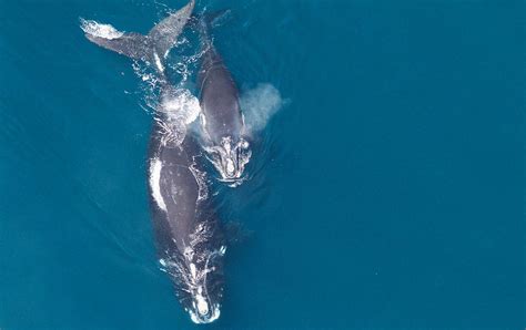 how do whales protect their young