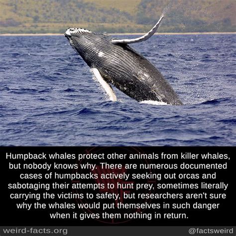 how do whales protect themselves