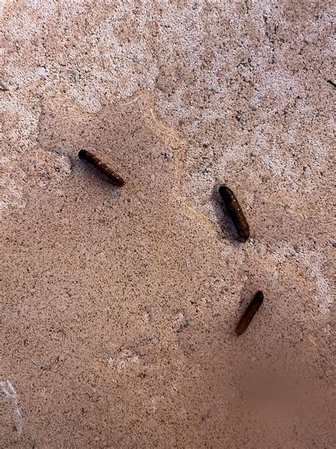 How Do Worms Get In A Pool