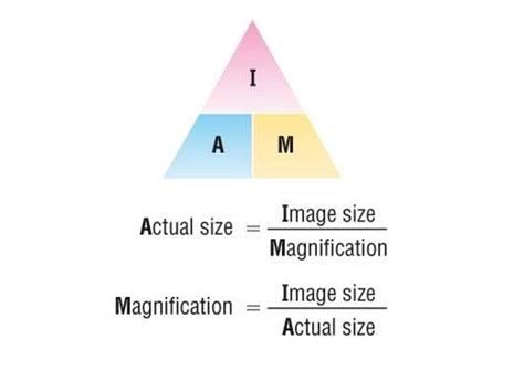 How Do You Calculate The Image Size When Using A Microscope