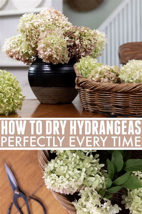 how do you dry hydrangeas
