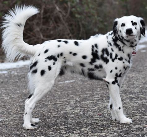 Perfect How Do You Get A Long Haired Dalmatian For Hair Ideas