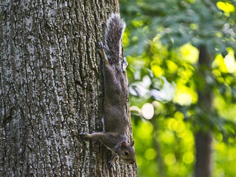How Do You Get A Squirrel Down From A Tree