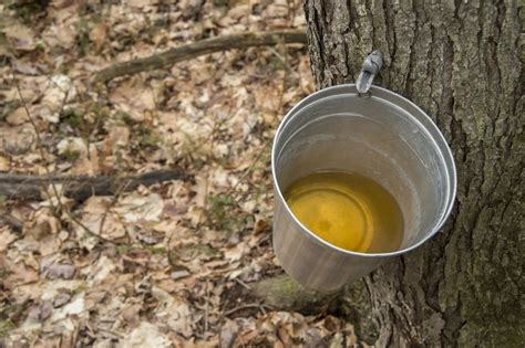 How Do You Get Maple Syrup From A Maple Tree