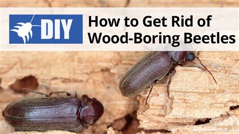 How Do You Get Rid Of Tree Boring Bugs