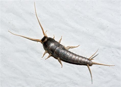 how do you get silverfish