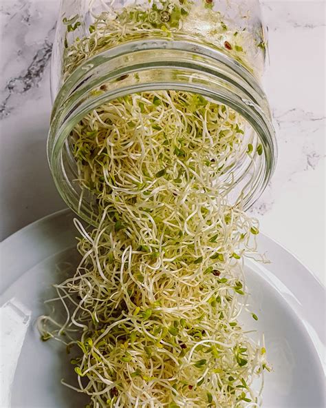 how do you grow alfalfa sprouts