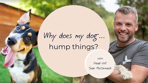 How Do You Hump A Stuffed Animal