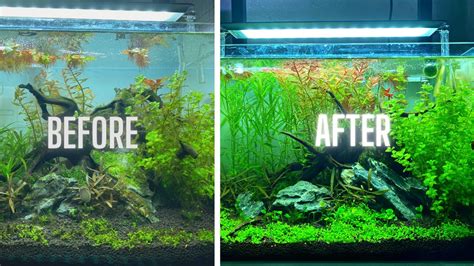 How Do You Keep Algae From Growing In A Fish Tank