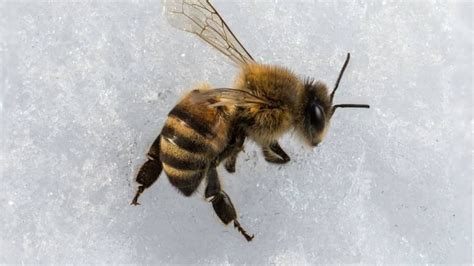 How Do You Keep Bees Alive In The Winter