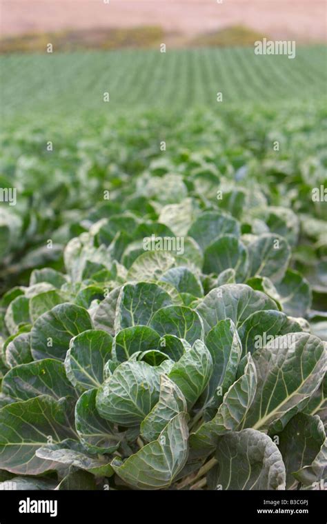 How Do You Know When Cabbage Is Ready To Pick