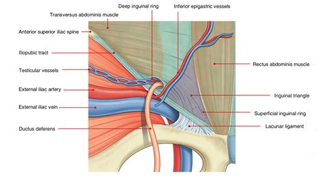 how do you say inguinal