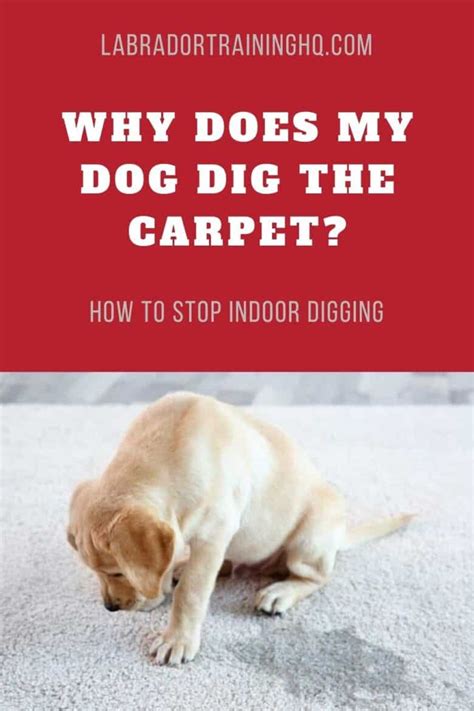 How Do You Stop A Dog From Digging In The Carpet