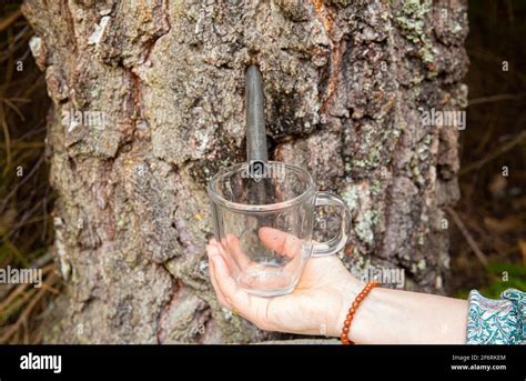 How Do You Stop A Maple Tree From Dripping Sap