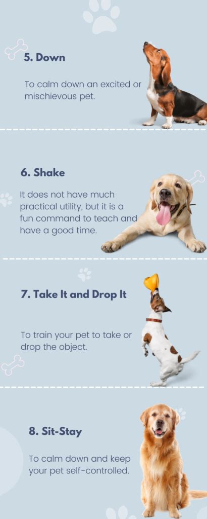 How Do You Teach A Dog The 7 Basic Commands