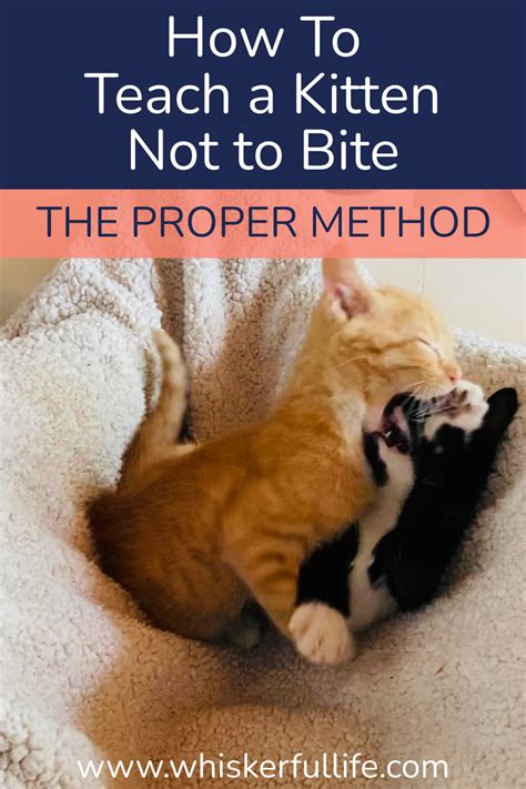 how do you teach a kitten not to bite and scratch